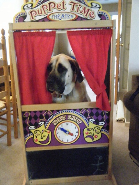 A dog named Annie in a puppet time theater