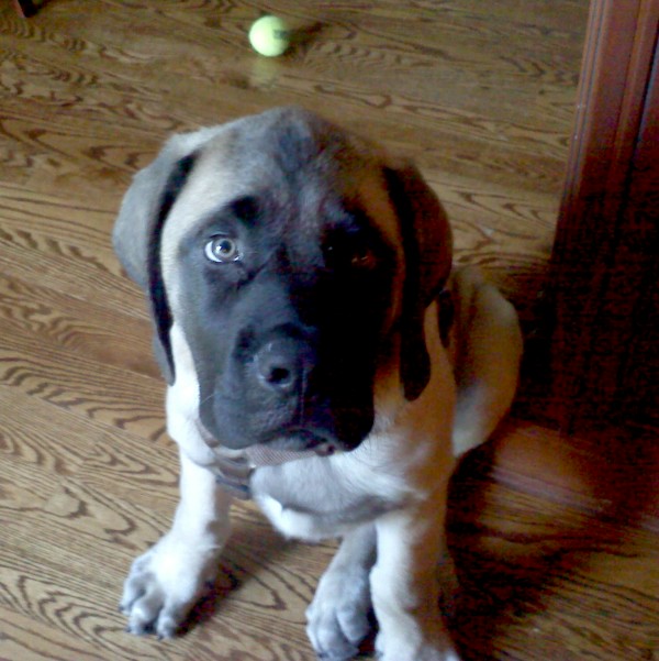 A dog named Bas sitting on the floor with a ball