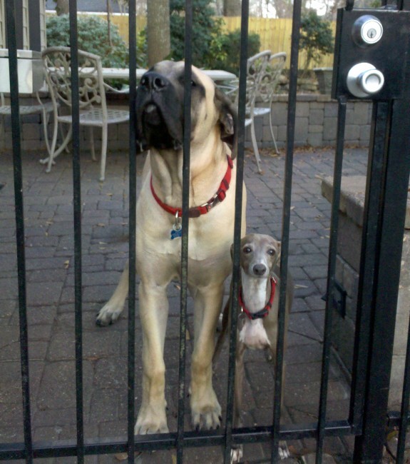 Two dogs named Beau and Tropper best buddies