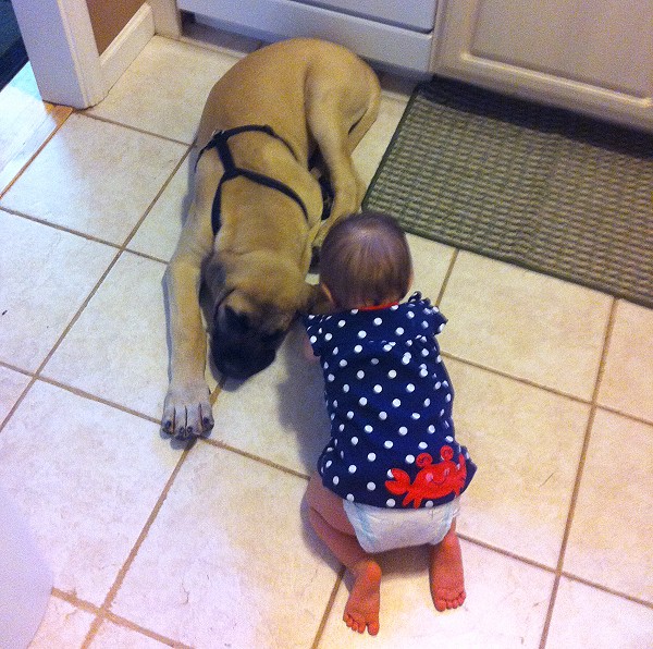 A little baby playing with a dog named Boone