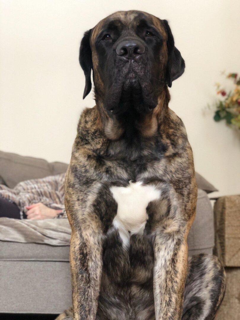 A picture of Bruno the dog in front of a sofa