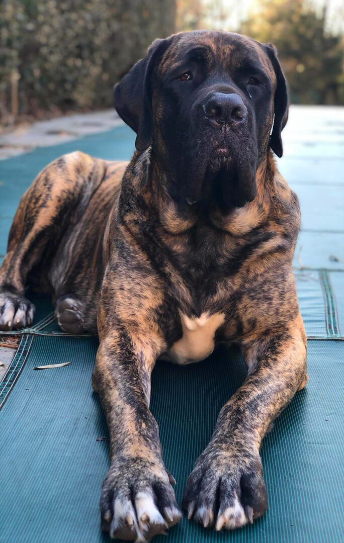 A picture of Bruno the dog sitting on a blue carpet