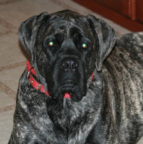 A dog named Camo with green eyes and red collar