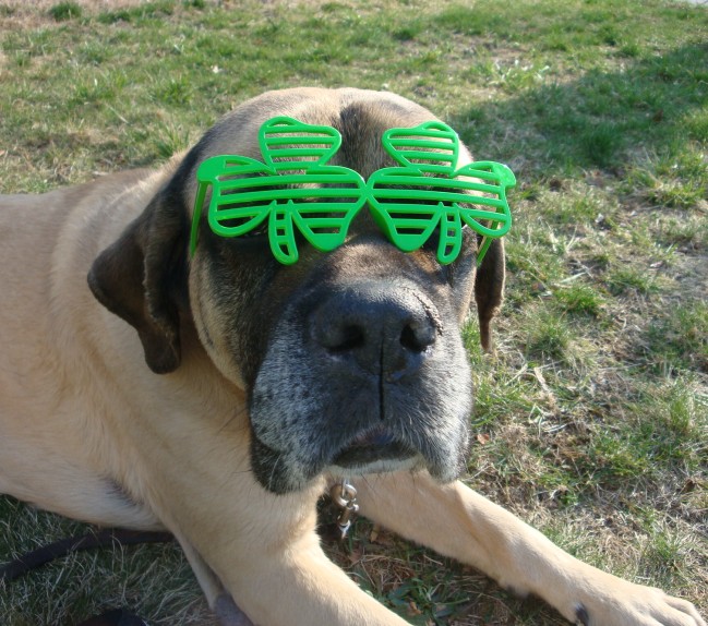 A dog named Charlie ten years old with glasses