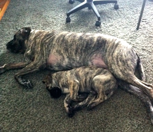 A dog named cooper and its puppy on the carpet