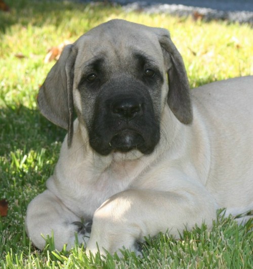 A dog named Daisy K sitting on the grass