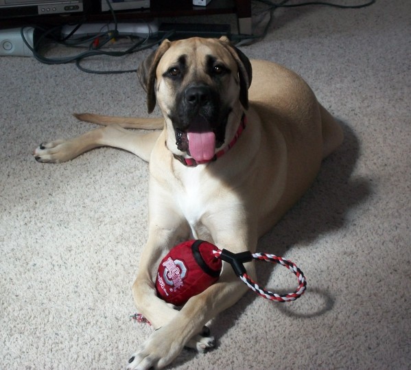 A dog named Delilah Belle with a red toy