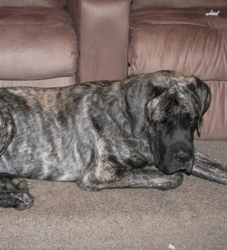 A dog named Dexter on the carpet floor