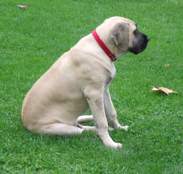 A dog named Dudley with a red leash on the grass