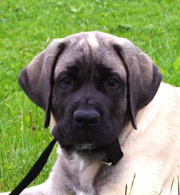 A dog named el duke sitting on the grass in may