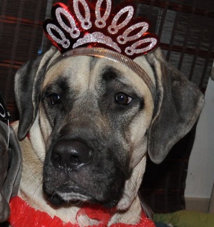 A dog named Ella in Dubai with a crown