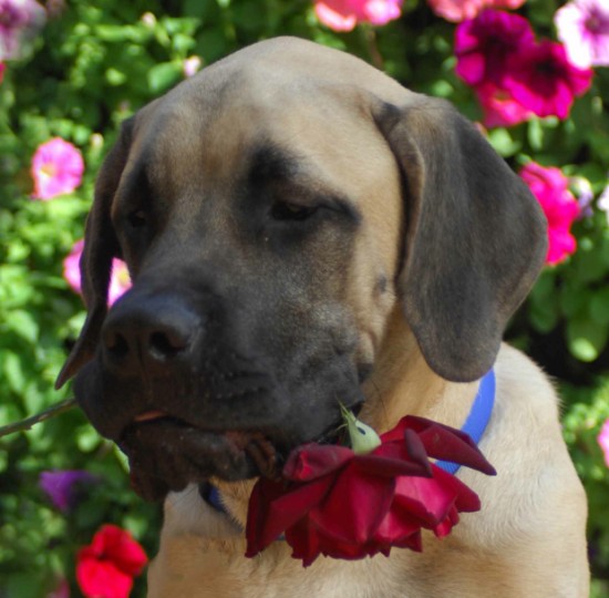 A dog named Ferdinand with a rose in her mouth