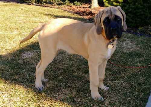 Finnie dog with a brown and black coat