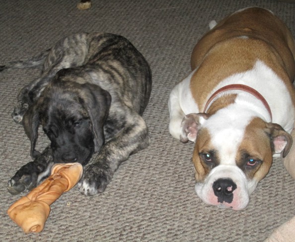 A dog named Freya sleeping on the floor with another dog