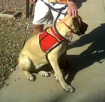 A service dog in training with a red leash