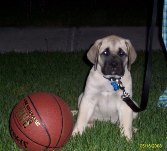 A dog named George Matts with a basketball