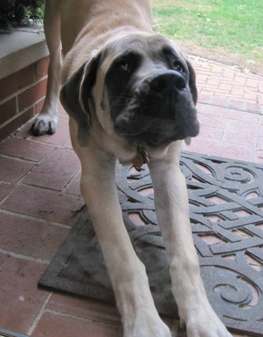 A dog named Gracie stretching outside