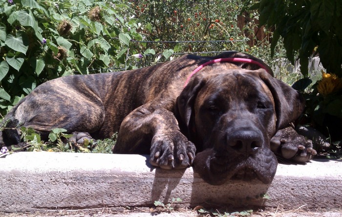 A dog named Gus sleeping on a stone