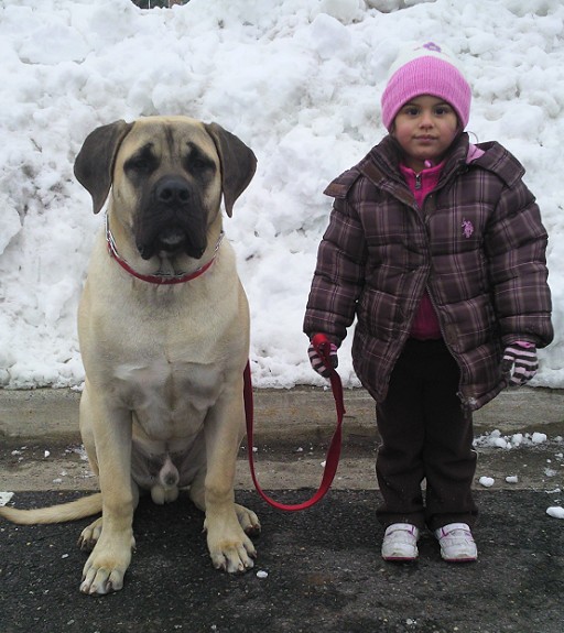 A little girl with a dog named Hercules in snow