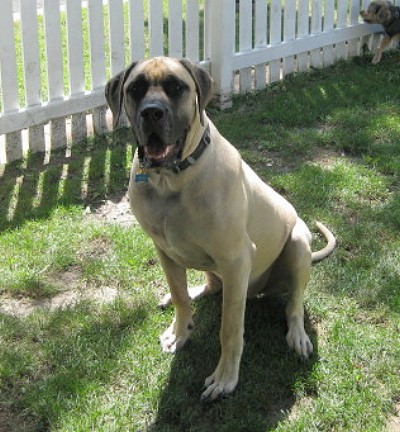 A girl with its tongue and a black collar