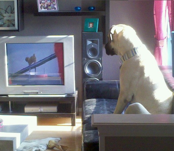 A dog named Jasper watching tv on the couch