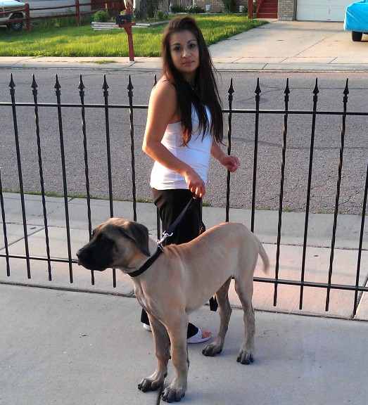 A woman taking a dog named Jax on a walk