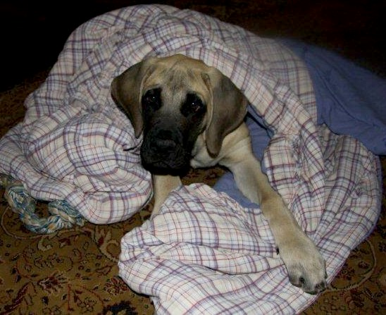 A dog named Knox sitting on a checked blanket