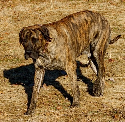 A dog named Kona walking on dried grass