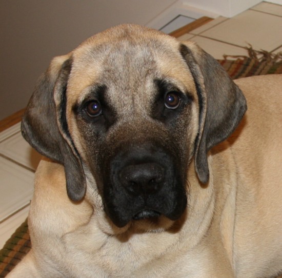 A dog named Liberty Belle in September 2011