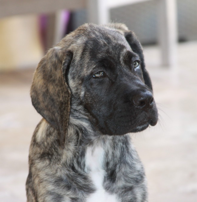 A dog named Lola with sleepy eyes in 2011