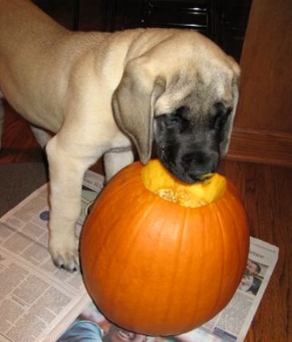 A dog named Luna eating an orange pumpkin