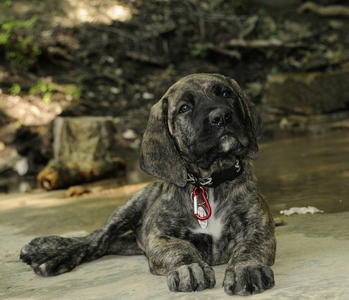 A dog named Maddux posing on the ground