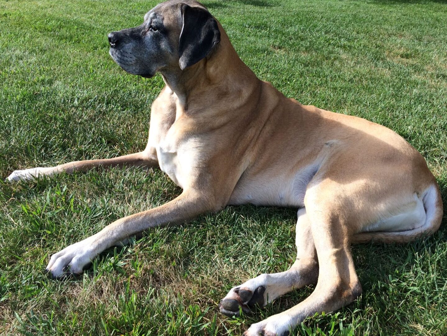 A picture of madeline the dog sitting on grass