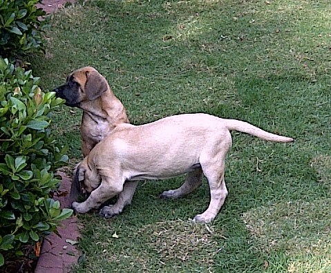 Two dogs named Mathilda and Cherokee