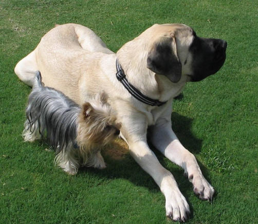 Two dogs named Mattie and Missy on the grass