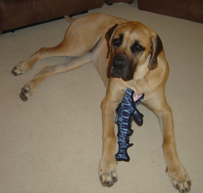 A dog named Maya playing with a jaws toy