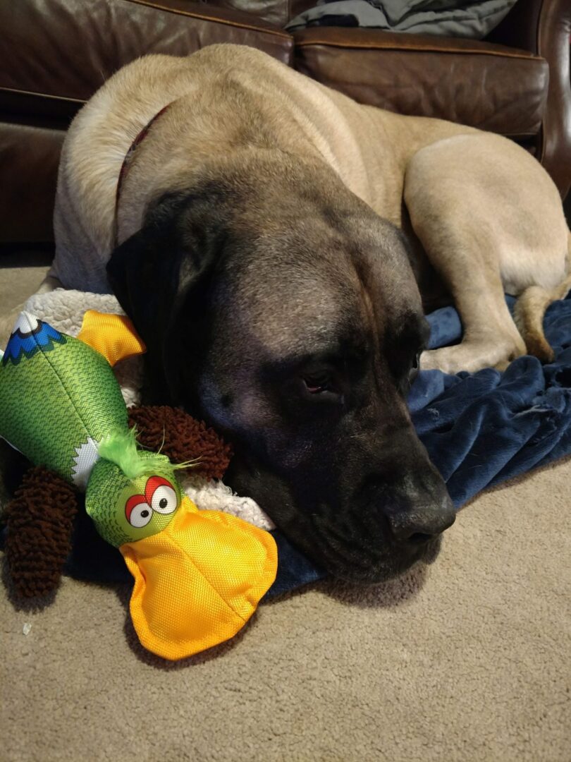 A photo of Merlin the dog with a duck toy