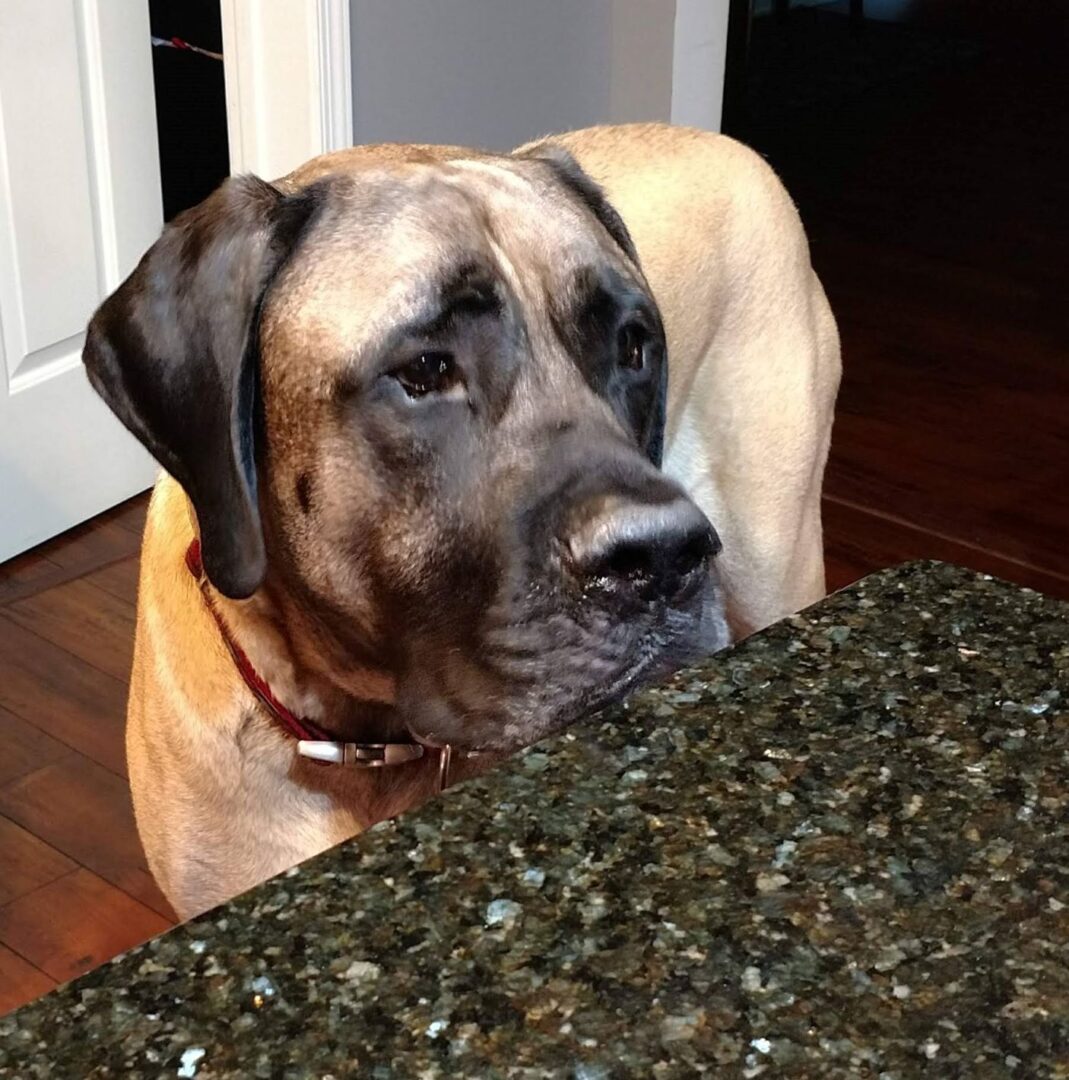 A picture of merlin looking at the kitchen counter