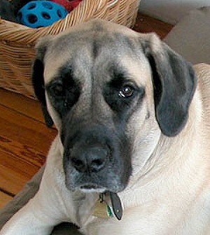 A dog named Monda in september 2011