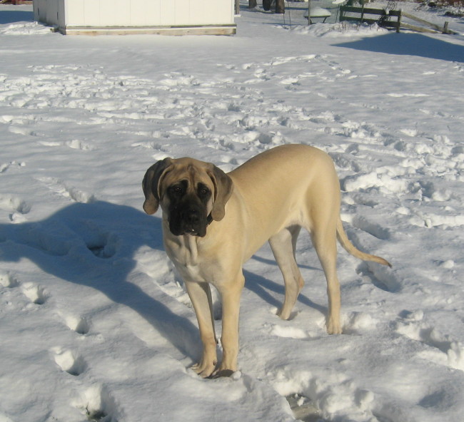 A dog named Morgan playing on the snow