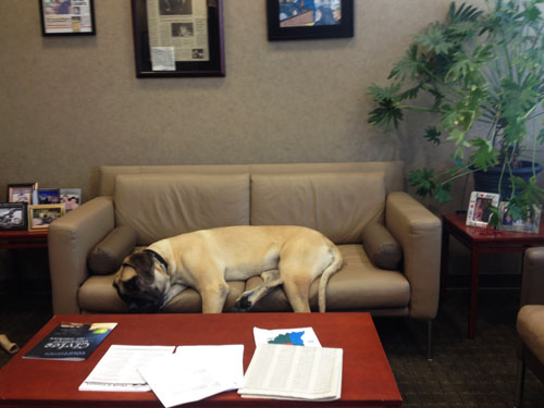 The dog Moxie sleeping on the couch