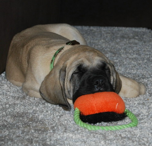 A dog named Nala playing with an orange toy