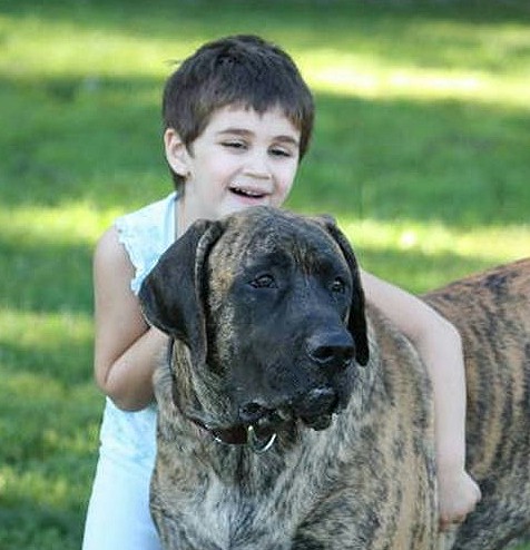 A little girl playing with a dog named Optimus