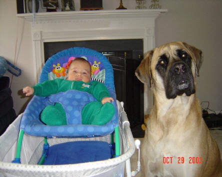 A dog with a little new born baby in a pram