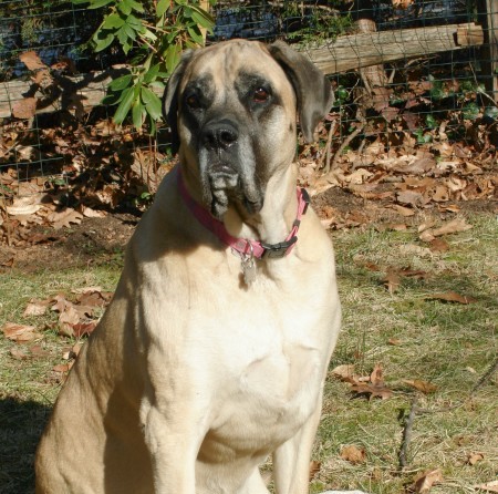 A dog named Puddin with a pink collar