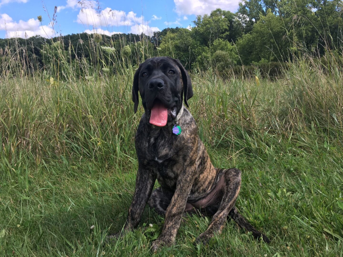 A picture of ruby b the dog on the grass