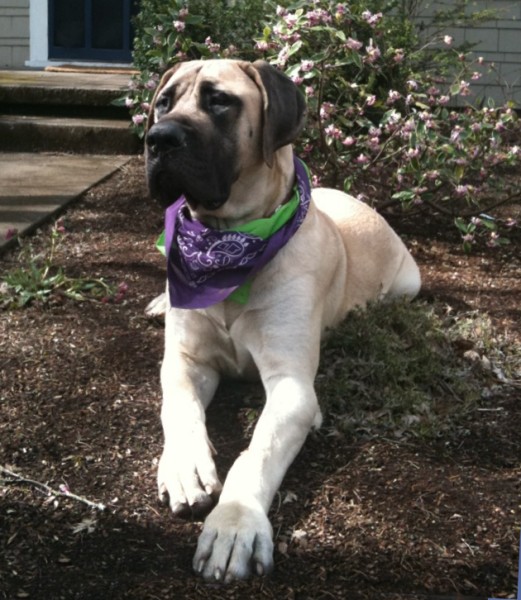 A dog named Rue sitting in the mud