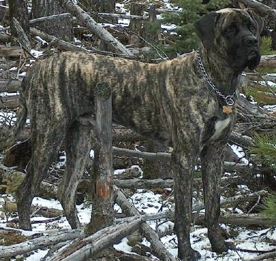 A dog named Sherman the king of the forest