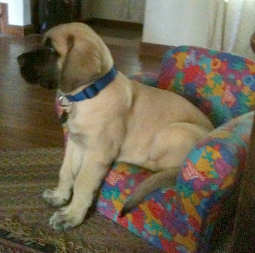 A dog named Samson sitting on a tiny couch