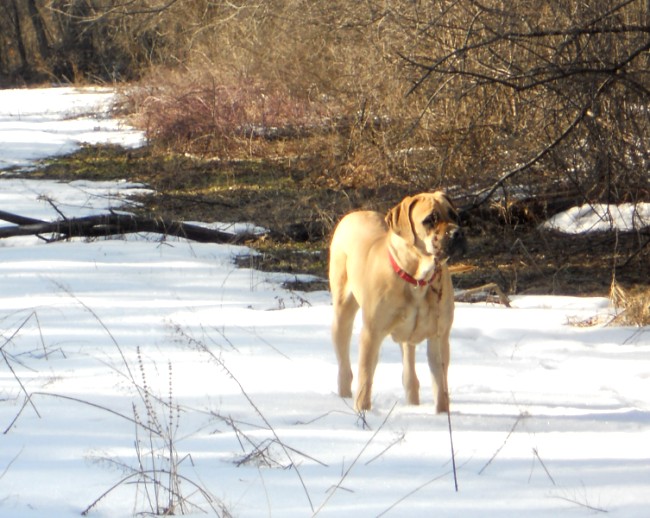 A dog named stella blue standing on the snow